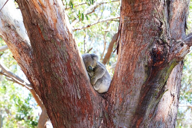 From Sydney: Port Stephens Dolphin, Koalas, Lunch & Sandboarding - The guides can make or break a long day