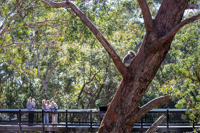 From Sydney: Port Stephens Dolphin, Koalas, Lunch & Sandboarding - Is $142.01 good value?