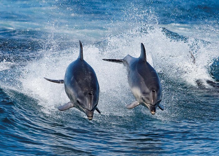 Full-Day Bruny Island Cruises Day Tour from Hobart - Cold weather, sea sickness, and activity level