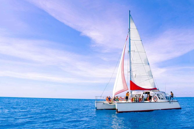 Full-Day Great Barrier Reef Sailing Trip from Cairns - Coral, fish, turtles, and the chance of larger animals
