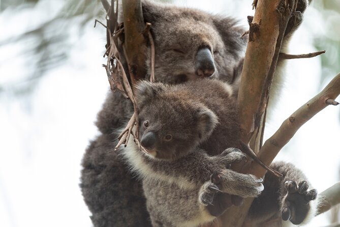 Full-Day Great Ocean Road and 12 Apostles Tour - Leaving Melbourne for Anglesea