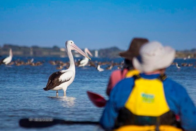 Full Day Kayaking Tour in Coorong National Park - Crossing the Young Husband Peninsula