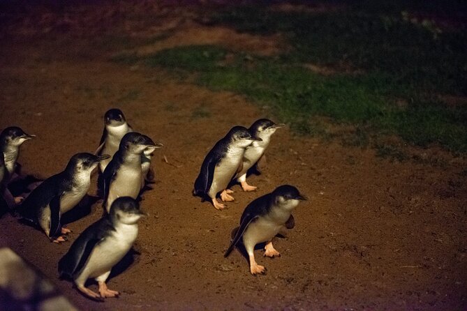 Full-Day Penguins and Wildlife Nature Experience from Melbourne - Cowes gives you a useful dinner pause