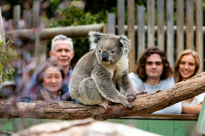 Full-Day Penguins and Wildlife Nature Experience from Melbourne - The Nobbies: coastal views worth your time