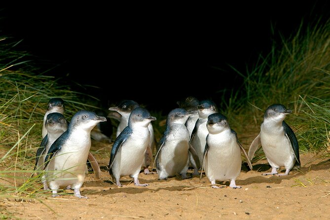 Full-Day Phillip Island Tour with Kangaroo, Koala and Penguin Parade - Moonlit Sanctuary: an easy first look at Australian wildlife