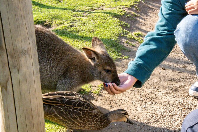 Full-Day Phillip Island Tour with Kangaroo, Koala and Penguin Parade - Cowes: the practical town stop