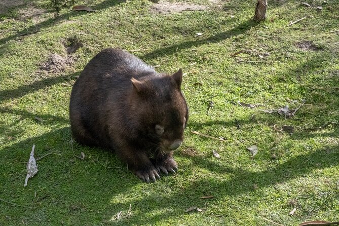 Full-Day Phillip Island Tour with Kangaroo, Koala and Penguin Parade - Why guide quality can shape the whole day