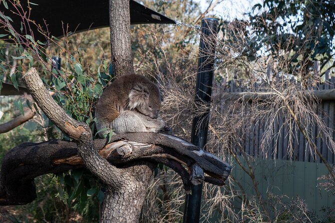 Full-Day Phillip Island Tour with Kangaroo, Koala and Penguin Parade - The real cost of a 10-hour day