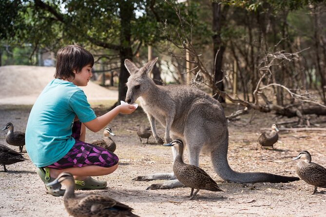 Full-Day Phillip Island Tour with Kangaroo, Koala and Penguin Parade - Woolamai Beach: a brief stop beside big surf