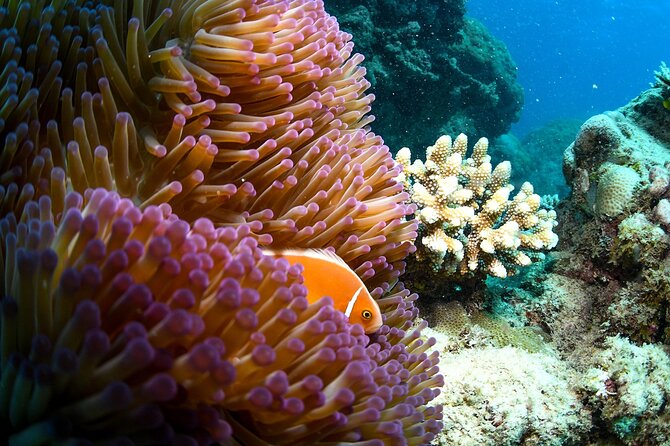 Full Day Reef Cruise and 10 Minute Helicopter Scenic Flight - First stop: Saxon or Norman Reef