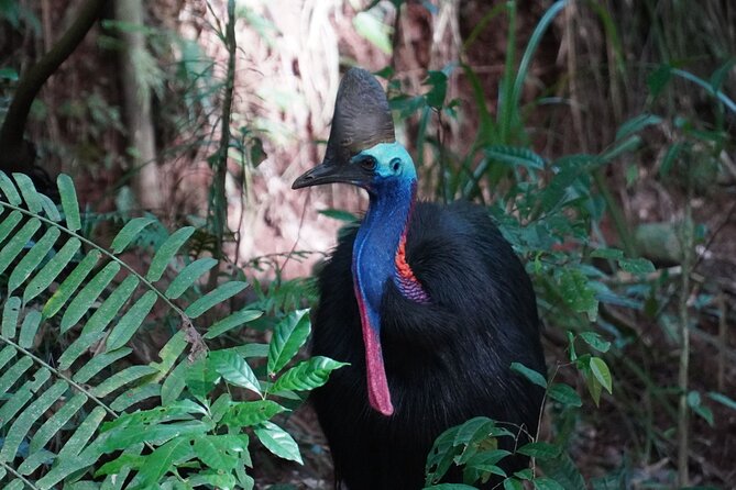 Fun, Falls and Forests Day Trip from Cairns - Why the guide can make or break the experience