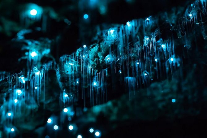 Glow-worms, Waterfalls & Rainforest Experience - From Byron Bay to the Nightcap rainforest