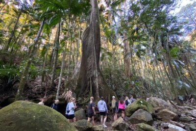 Glow-worms, Waterfalls & Rainforest Experience