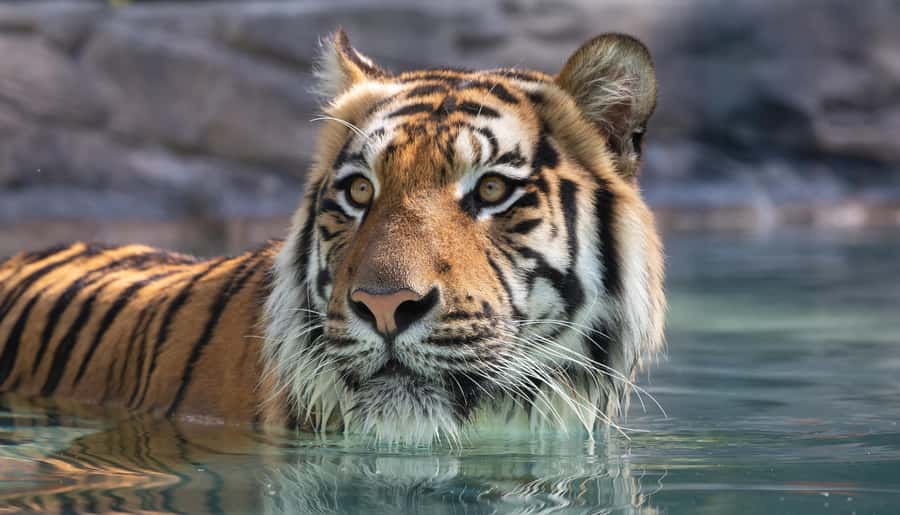 Gold Coast: Dreamworld 1-Day Entry Ticket - Tiger Island and Australian Wildlife