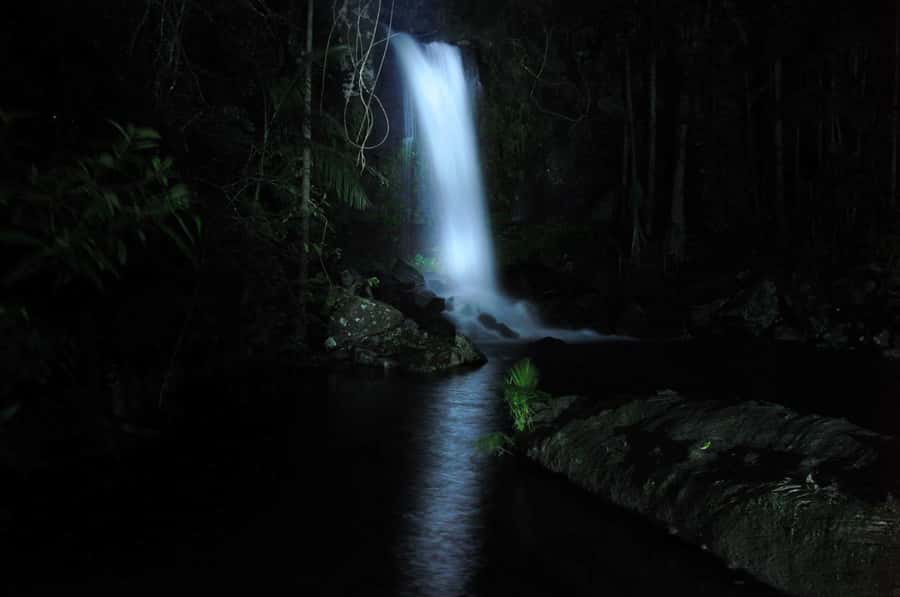 Gold Coast: Evening Rainforest and Glow Worm Experience - Five details that shape the experience