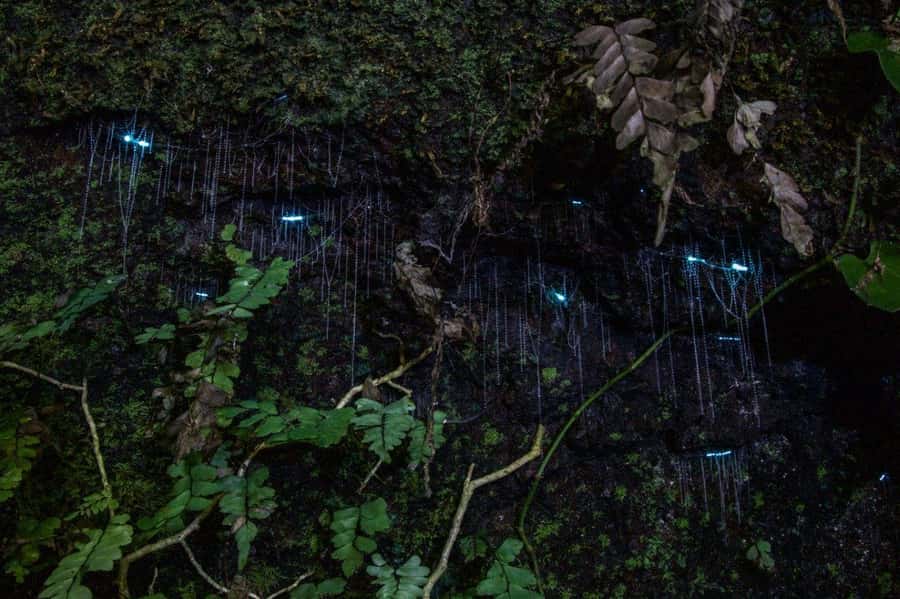 Gold Coast: Evening Rainforest and Glow Worm Experience - Leaving the Gold Coast after dark