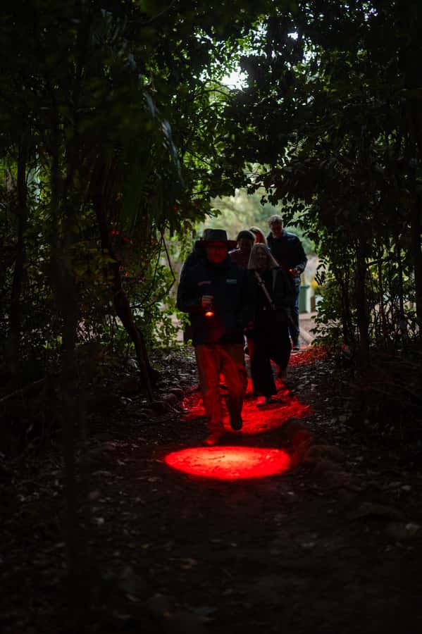 Gold Coast: Evening Rainforest and Glow Worm Experience - Entering Curtis Falls rainforest after sunset