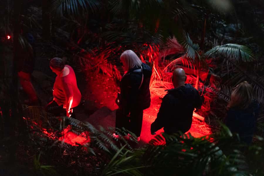 Gold Coast: Evening Rainforest and Glow Worm Experience - Practical ways to enjoy the night
