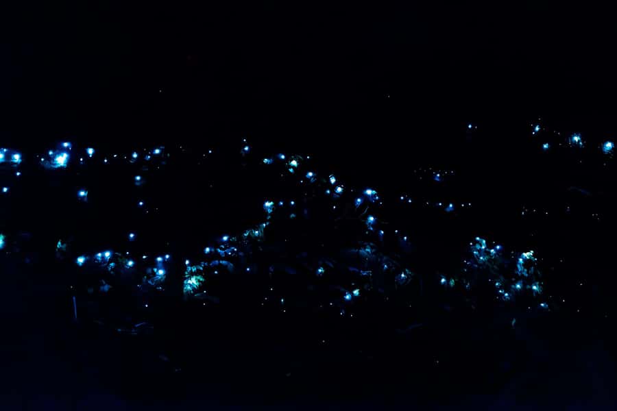 Gold Coast: Evening Rainforest and Glow Worm Experience - Tamborine Mountain views, cake, and something warm