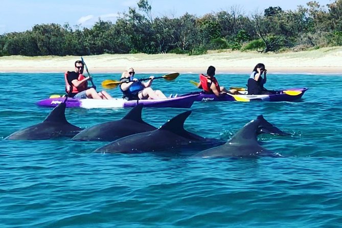 Gold Coast: Morning Kayak & Snorkel Adventure with Breakfast - Key points before you book