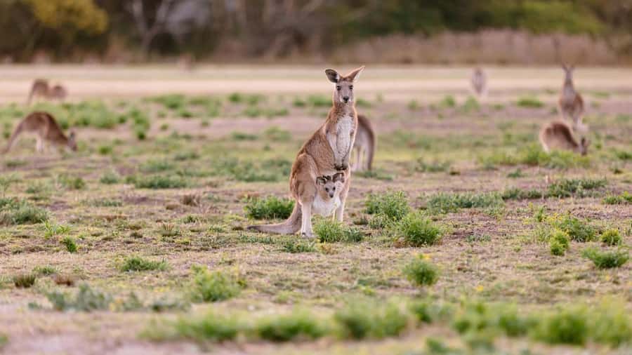 Gold Coast: Mount Tamborine Kangaroo and Koala Day Tour - Starting with kangaroos at Coombabah Lake