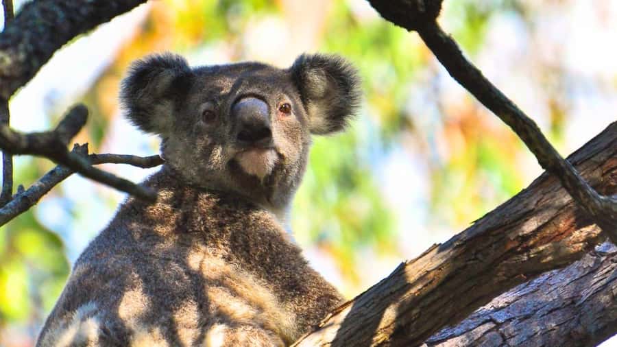 Gold Coast: Mount Tamborine Kangaroo and Koala Day Tour - Morning tea at The Manor