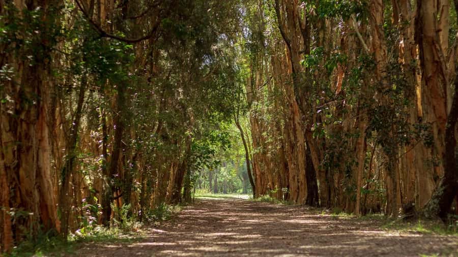 Gold Coast: Mount Tamborine Kangaroo and Koala Day Tour - The drive into Mount Tamborine