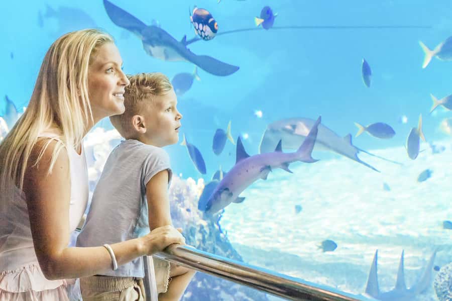 Gold Coast: Movie World, Sea World & Wet'n'Wild 7-Day Pass - Sea World for marine animals, shows, and New Atlantis