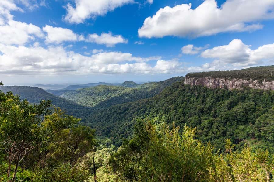 Gold Coast: Natural Bridge & Springbrook Waterfalls Tour - Springbrook’s lookouts and the Antarctic Beech forest