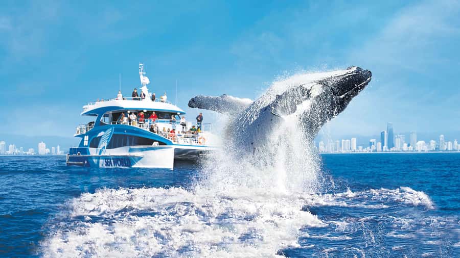 Gold Coast: Premium Whale Watching Cruise - Key points to know before you sail