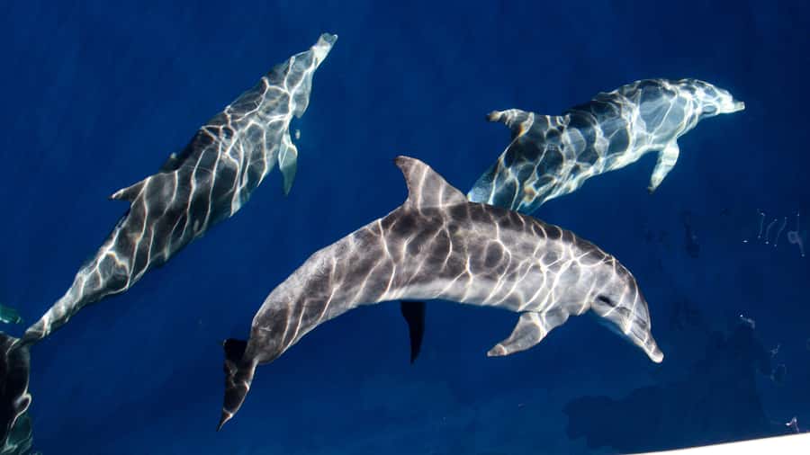 Gold Coast: Premium Whale Watching Cruise - Who will enjoy this most