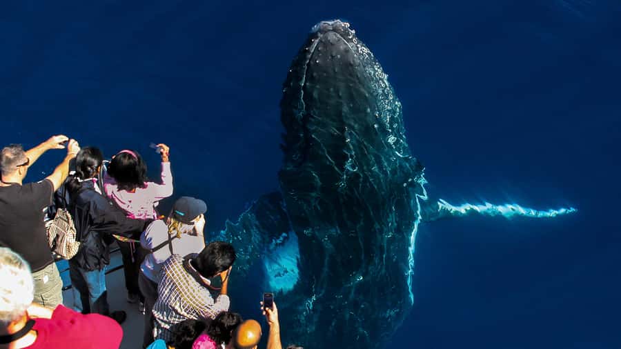 Gold Coast: Premium Whale Watching Cruise - A Gold Coast whale cruise with little wasted transit