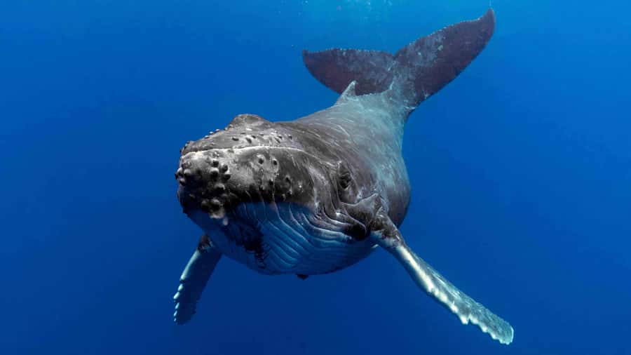 Gold Coast: Premium Whale Watching Cruise - What the whale search actually feels like