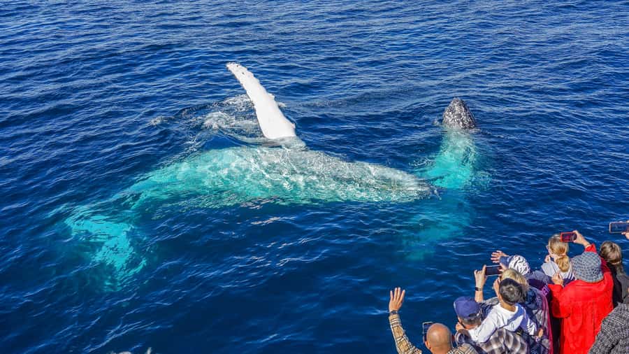 Gold Coast: Premium Whale Watching Cruise - Dolphins, turtles, and seabirds make the water watchable