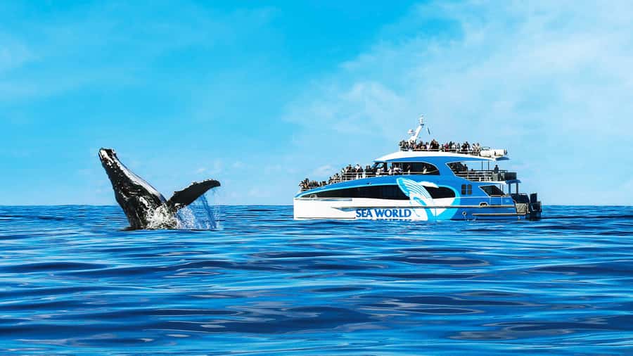 Gold Coast: Premium Whale Watching Cruise - Setting out on the Spirit of Migaloo II