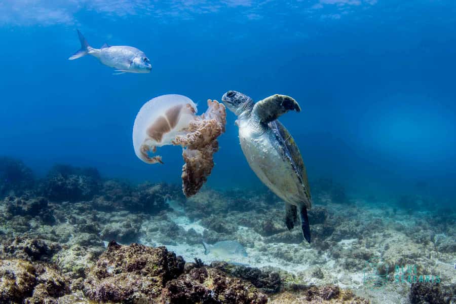 Gold Coast: Snorkel with Turtles - Key points at a glance