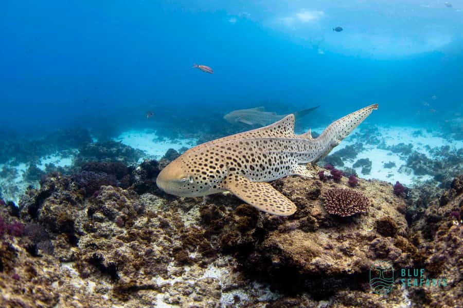 Gold Coast: Snorkel with Turtles - From Fingal Head to Cook Island in a short boat ride