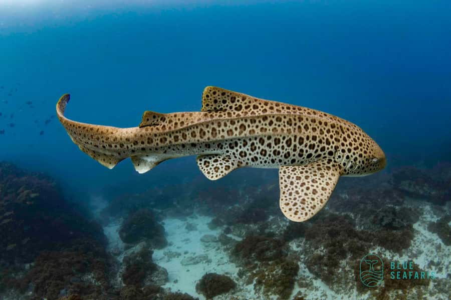 Gold Coast: Snorkel with Turtles - What $91 gets you, and who gets the best value