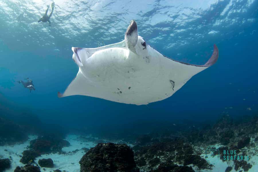 Gold Coast: Snorkel with Turtles - Who should book this Fingal Head snorkel?