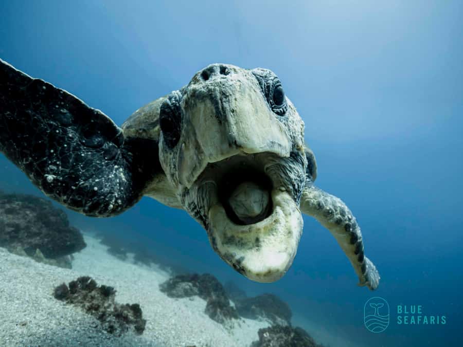 Gold Coast: Snorkel with Turtles - What the 90-minute snorkel session feels like