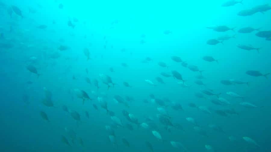 Gold Coast: Snorkelling in Wave Break Island - Water temperature and what to pack