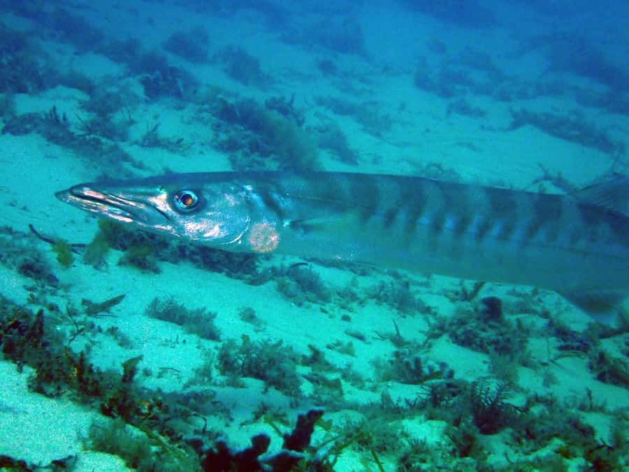 Gold Coast: Snorkelling in Wave Break Island - Equipment, instructors, and crew support