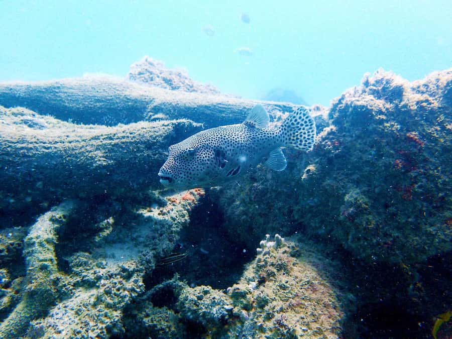 Gold Coast: Snorkelling in Wave Break Island - Getting to the shop from Surfers Paradise