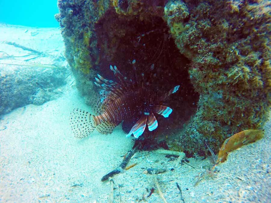 Gold Coast: Snorkelling in Wave Break Island - Is $55 good value?