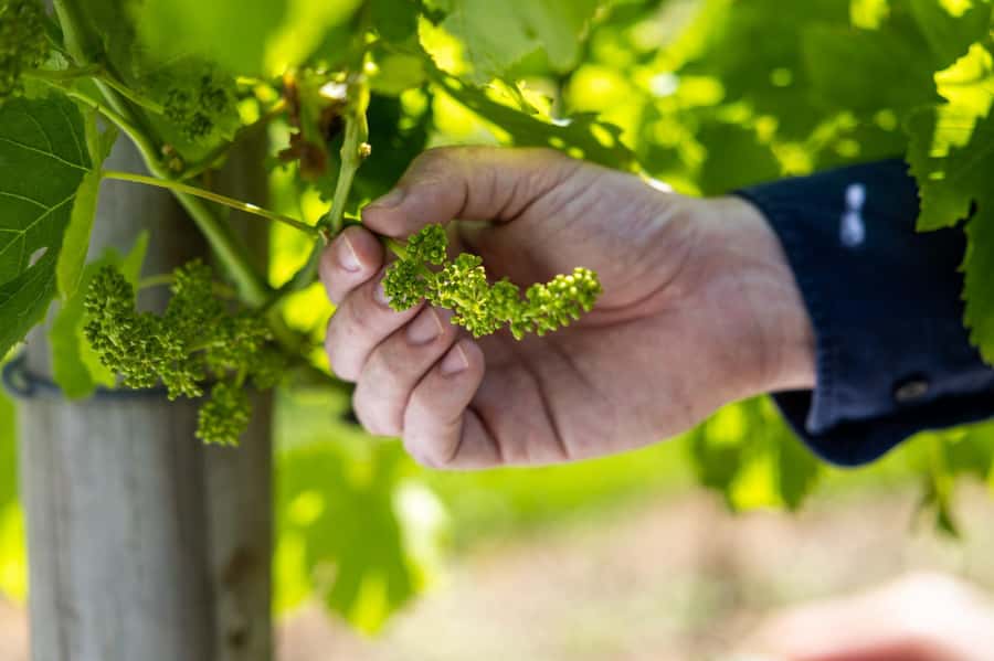 Gold Coast: Tamborine Mountain Local Winery Tour with Lunch - The guides are a major part of the day