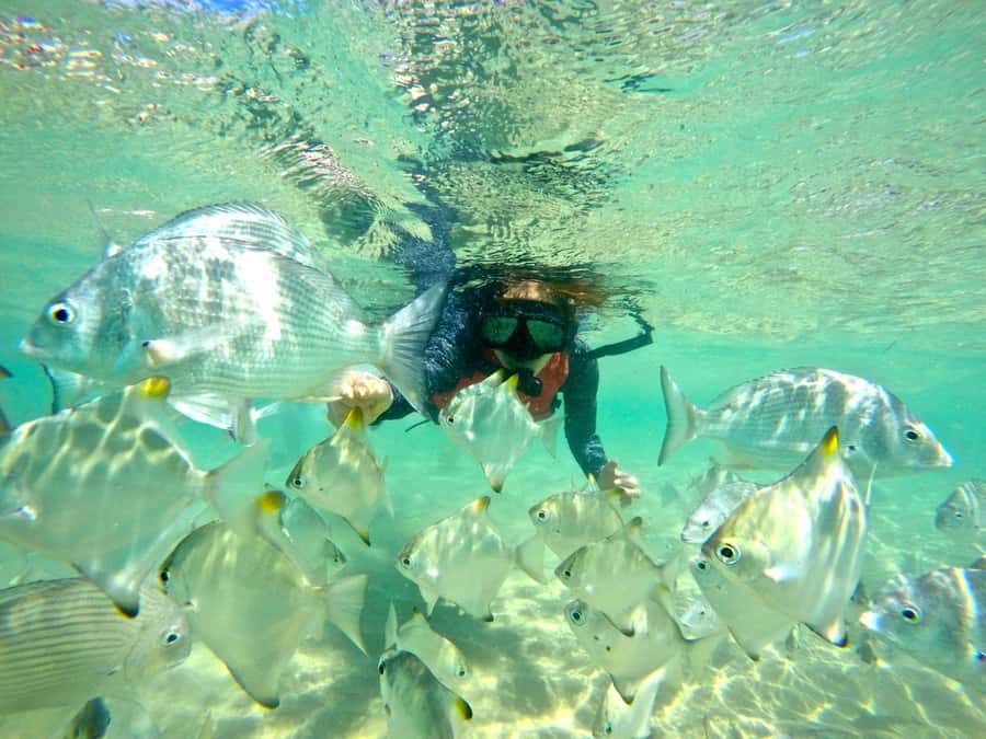 Gold Coast: Wave Break Island Kayaking & Snorkeling tour - From Marine Parade to the Broadwater