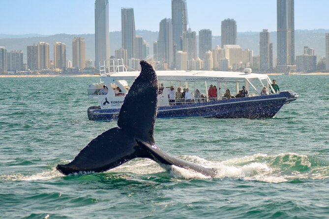 Gold Coast Whale Watching Cruise - Commentary From Nic, Nick, Fran, Richard, And Marni