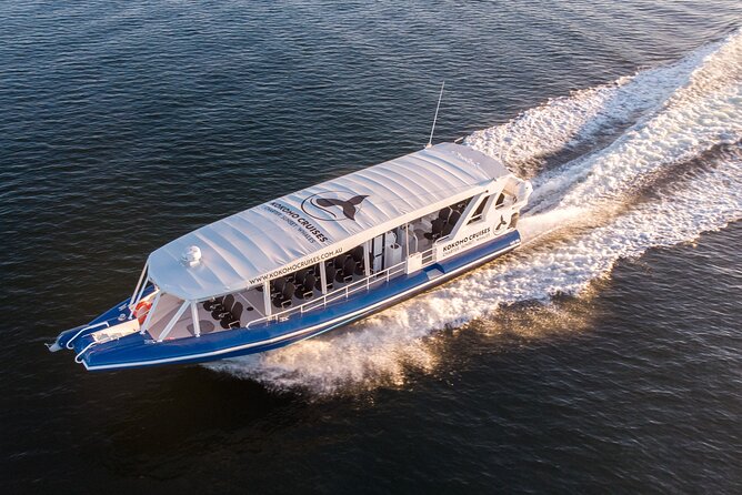 Gold Coast Whale Watching Cruise - Timing, Weather, And Sea Conditions