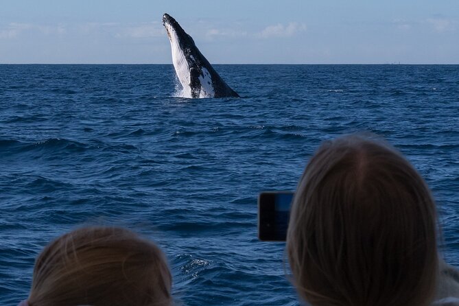 Gold Coast Whale Watching Cruise - What You Might See On The Water