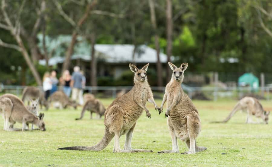 Grampians National Park Small-Group Eco Day Tour - Guides, group size, and the feel of the day